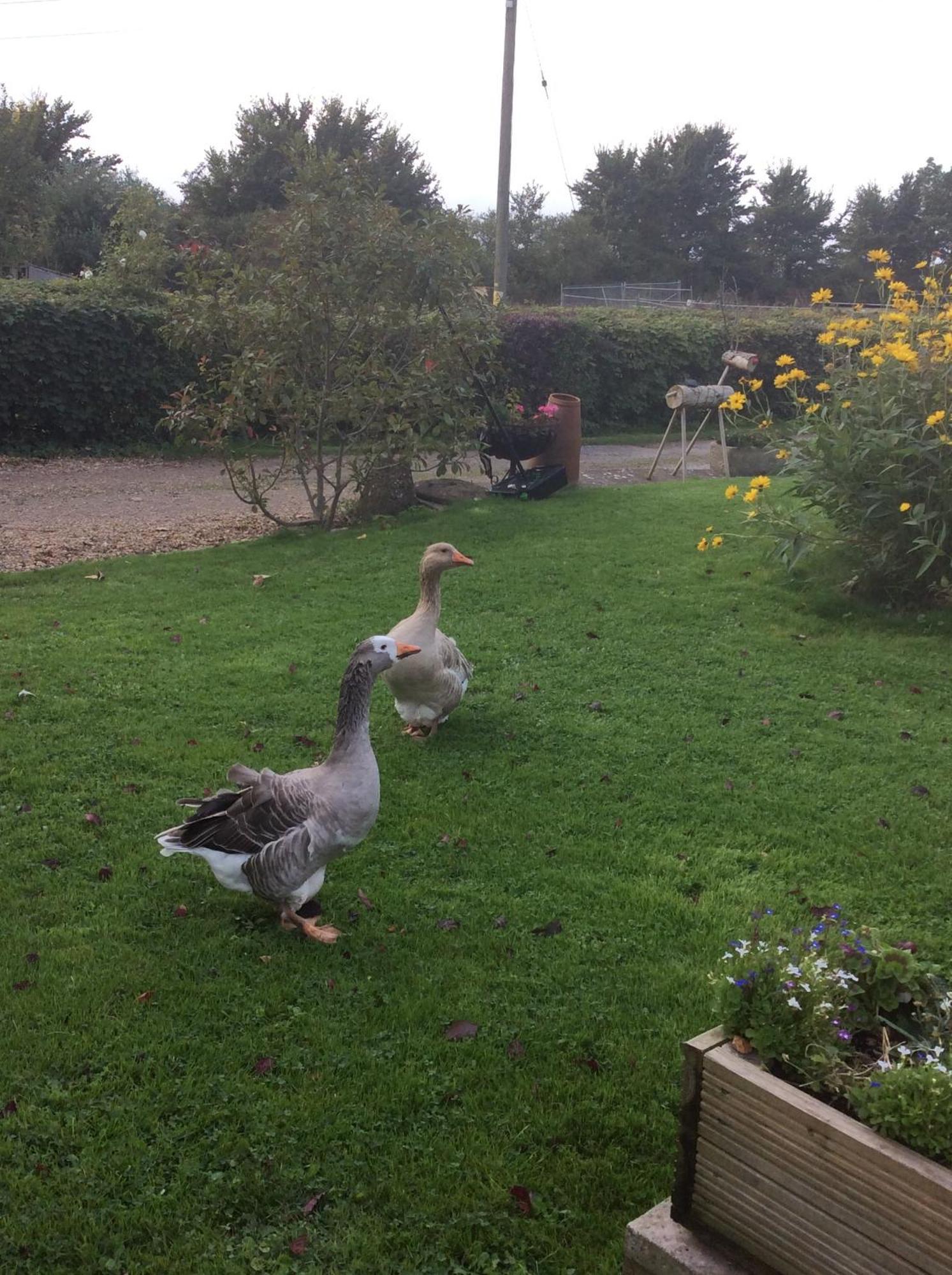 Bed and Breakfast Poplar Farm Wedmore Exteriér fotografie